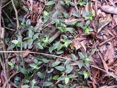 Tradescantia fluminensis