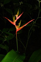 Heliconia acuminata