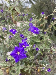 Solanum houstonii