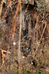 Arachnocampa luminosa