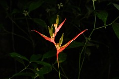 Heliconia acuminata