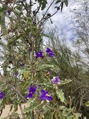 Solanum houstonii