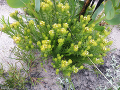 Thesium capitatum