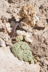Cymopterus globosus