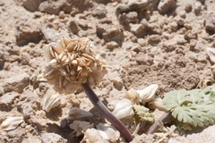 Cymopterus globosus