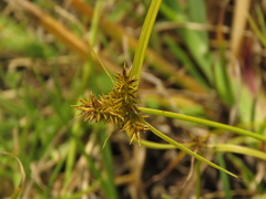 Cyperus