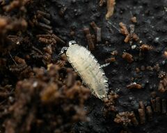 Haplophthalmus danicus