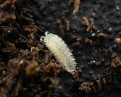 Haplophthalmus danicus