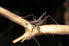 Pleioplectron caudatum