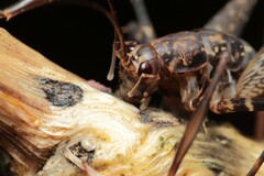 Pleioplectron caudatum