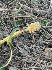 Pterocaulon pycnostachyum