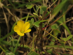 Oxalis corniculata
