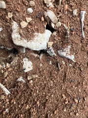 Dorymyrmex antillanus