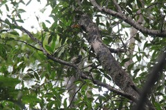 Rhipidura fuliginosa fuliginosa