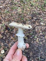 Amanita ocreata