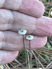 Syngonanthus flavidulus