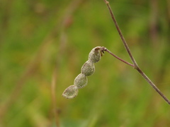 Desmodium molliculum