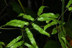 Lygodium volubile