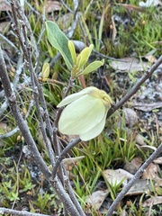 Asimina reticulata