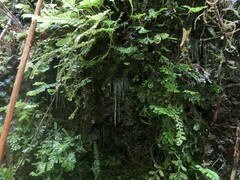 Arachnocampa luminosa