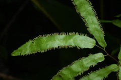 Lygodium volubile