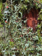Cladonia transcendens