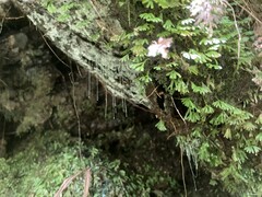 Arachnocampa luminosa