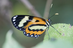 Placidina euryanassa