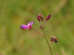 Desmodium molliculum