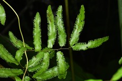 Lygodium volubile