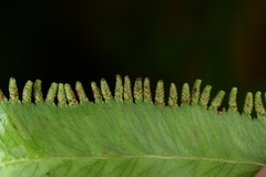 Lygodium volubile