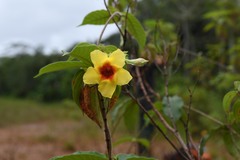 Mandevilla hirsuta