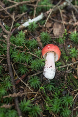 Russula peckii