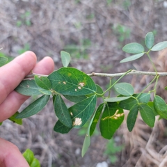 Pithecellobium dulce