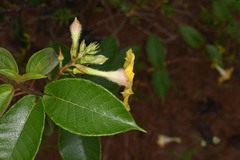 Mandevilla hirsuta