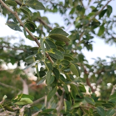 Pithecellobium dulce