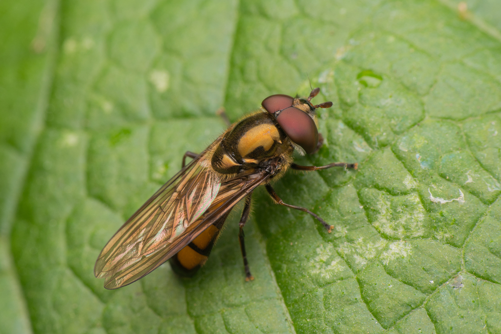 Xanthandrus comtus