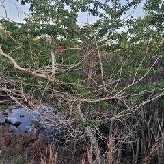Pithecellobium dulce