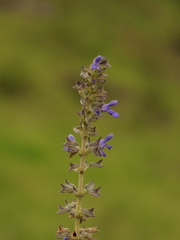 Salvia bogotensis