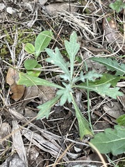 Artemisia ludoviciana