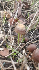 Panaeolus foenisecii