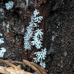 Ceratiomyxa fruticulosa
