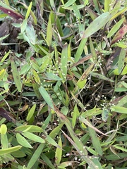 Dichanthelium