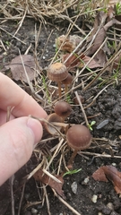 Panaeolus foenisecii