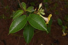 Mandevilla hirsuta