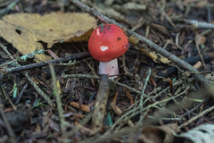 Russula peckii