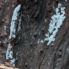 Ceratiomyxa fruticulosa