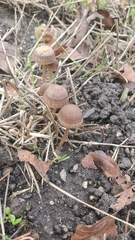 Panaeolus foenisecii