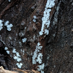 Ceratiomyxa fruticulosa