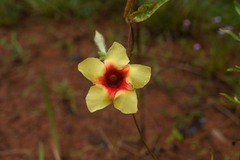 Mandevilla hirsuta